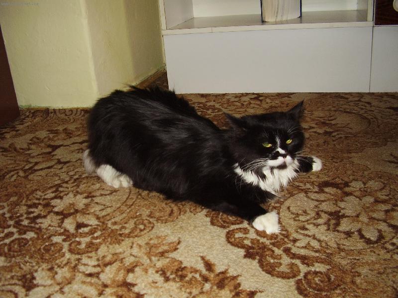 Foto: :-)-Nejsem netop�r, jsem jenom v ��ji