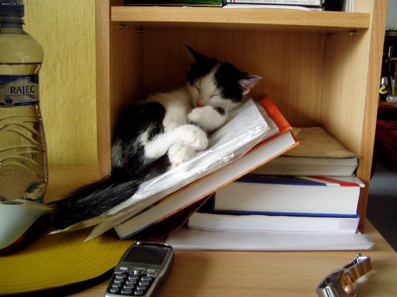 Foto: odpo�inek-�iko po pr�ci