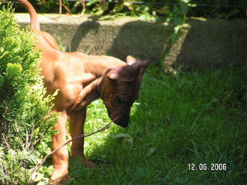 Foto: Rhod�sk� ridgeback-To ale kouk�m co???? :-)