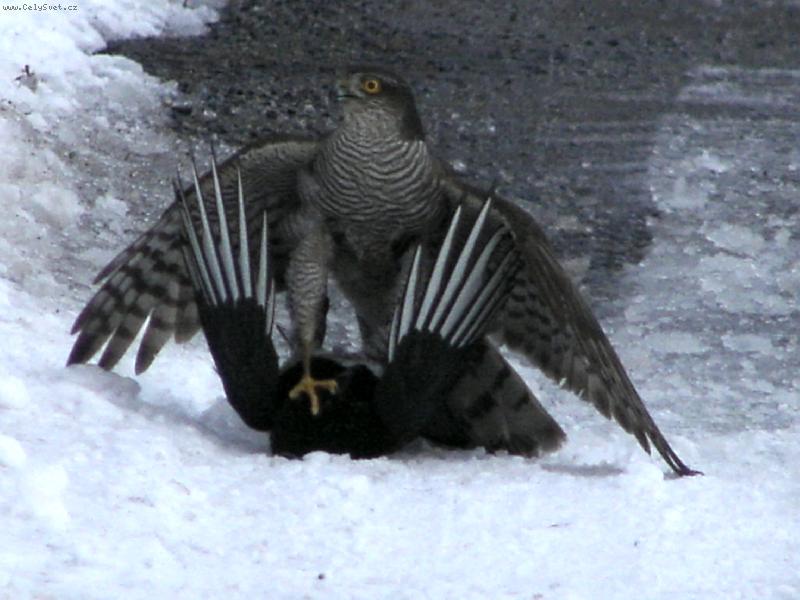 Foto: �lovek-Krahul�k s ulovenou strakou