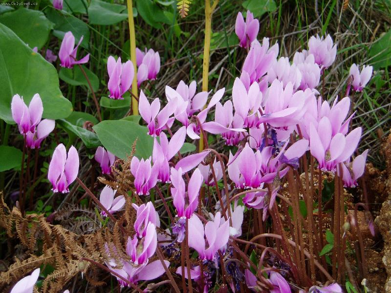 Foto: �eck� divok� brambo��ky