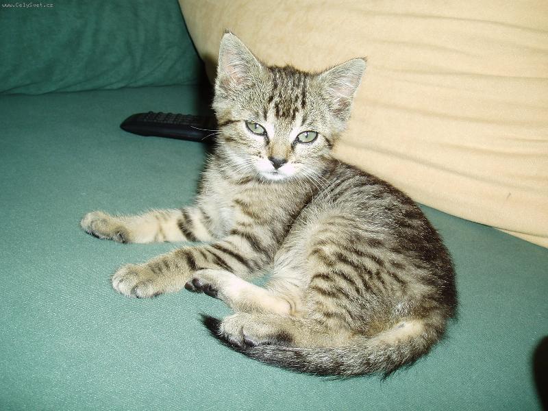 Foto: odpo�inek-m�m gau� jen pro sebe :o)))