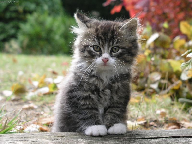 Foto: Chlupat� M�na