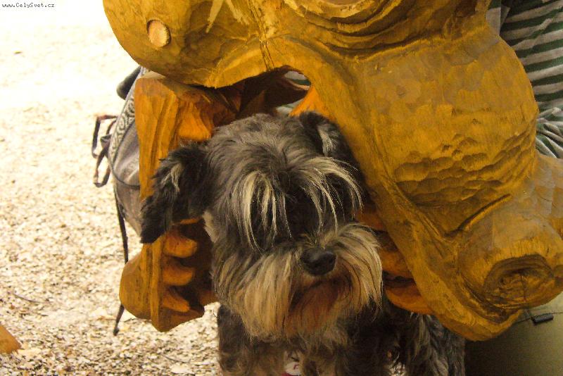 Foto: sv��inka pro draka :-)