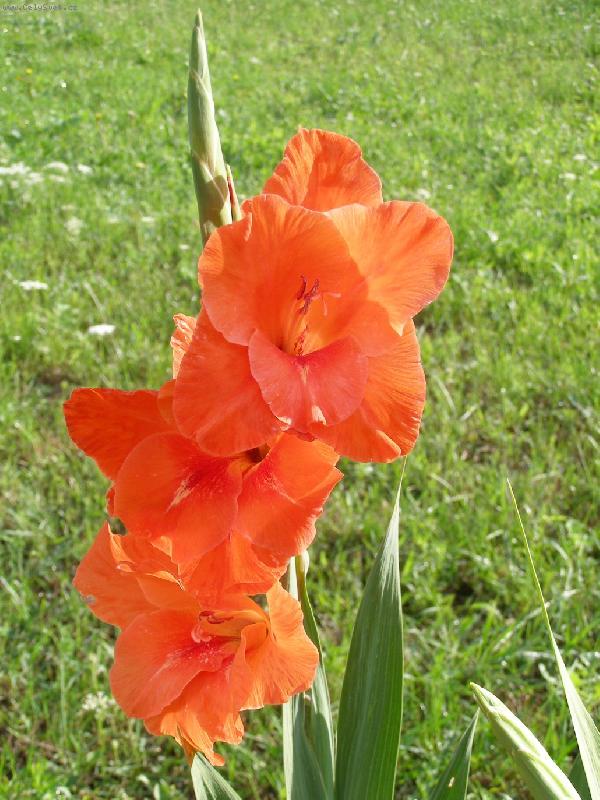 Foto: Gladiola