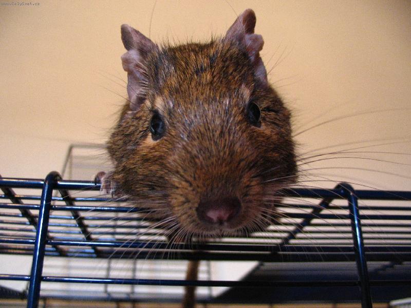 Foto: Zv�dav� osm�k