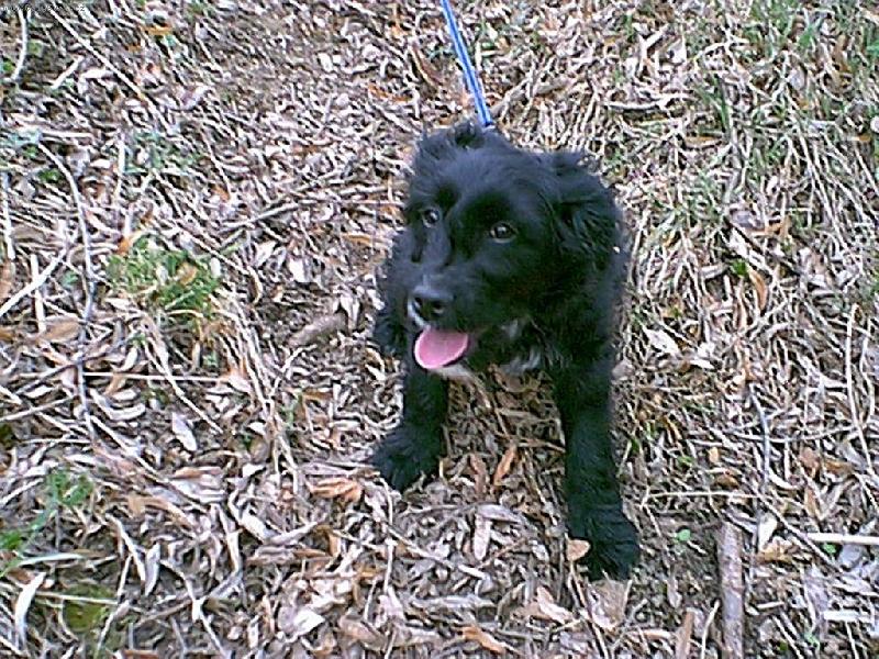 Foto: to byl m�j pejsek-:-)