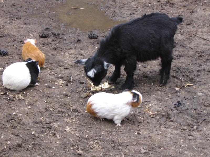 Foto: K�zle a jeho kamar�di