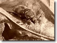 hroba��k na listu