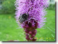 �u�karda a �mel�k