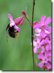 Kohoutek se �mel�kem