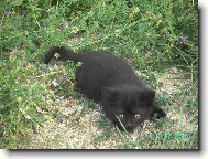 p�ipraven k �toku