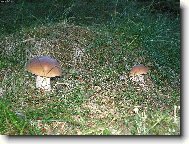 Kr�sa na�ich les�