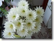 N� kaktus - 14 kv�t�