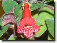 pokojov� kyti�ka