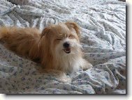 ��nsk� pes!!!!!:)