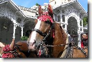 Karlovar�t� kon�