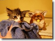 ��ma a Jef�k po koup�n�