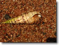 Poustevn�k z Dahabu