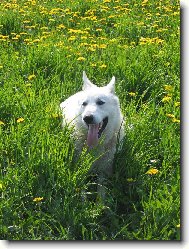 leh�ro v pampeli�k�ch