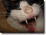 Kocour �avlozub�