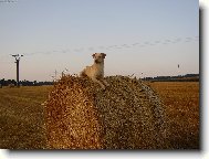 M�j k��zen� pejsek Kim