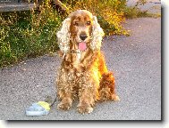 Opravdu zlat� kok��k