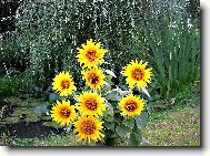 U� CHYB� JEN HASTRM�NEK