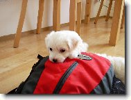 Jessie jede na v�let