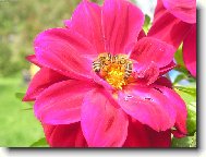 P��roda z bl�zka