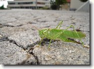 Kobylka si vy�la do m�sta