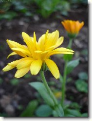 kyt������