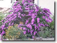 N�dhern� pop�nav� kv�tina