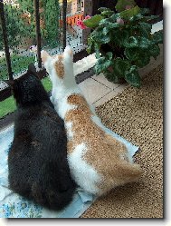 Mike�ka a Bert�k