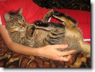 Ko�i�� sklapova�ka