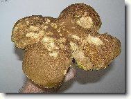 �TY�L�STEK PRO �T�ST�