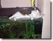 "Rybi�ky se mi moc l�b�j".