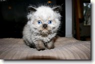 jsem malej, ale �ikovnej...