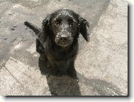 Ketynka na balkon�