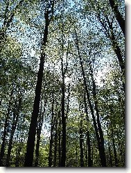 bukov� z�ti��