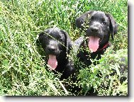 Nerozlu�n� dvojka-prozat�m