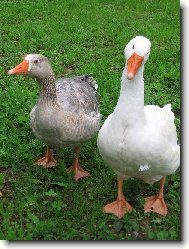 ..tomu nerozum�m....