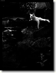 podve�ern� siesta