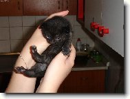 Malink� Tedyne�ek