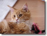 Kocourek Franti�ek