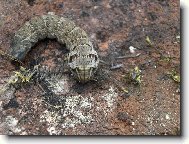 Housenka z jin�ho sv�ta