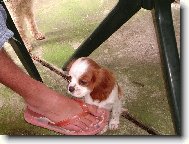 Jmenuju se Ketty....��k�te mi K�o,tak se se mnou mazlete!!!