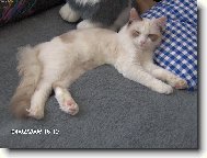 Meg� d�l� haj�