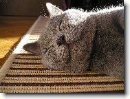 �ek�m na prince a� m� pol�b�,ale zat�m si zd��mnu.