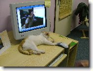 Hra ko�ky s my��...